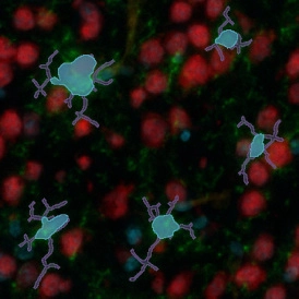 Dynamic Content Image